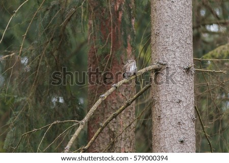Owls - Pygmy Owl (Glaucidium passerinum)