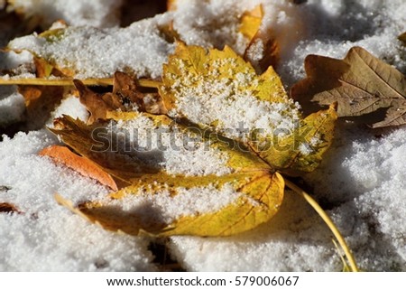 Maple leaf in winter