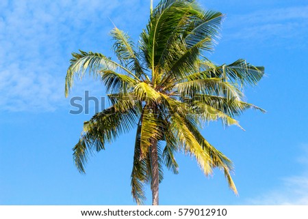 Single palm tree top in sky. Sunny day in tropical island. Exotic nature scenery. Coconut palm photo for banner template with text place. Sunshine and cloudy sky over tropical garden. Fluffy coco palm