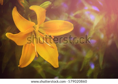 Lily flower. Spring solar background, photo wallpaper. Soft focus, toning