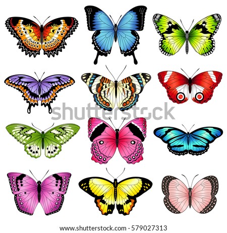 Collection of original vector illustrations of colorful butterfly insects