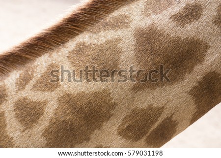 Close up photo of giraffe's long fury neck