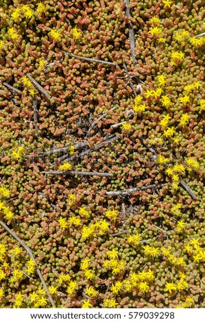 yellow flower moss