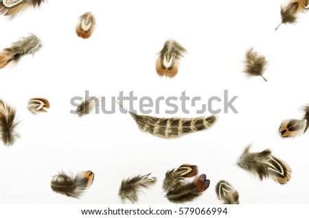 Abstract composition of feathers on white background