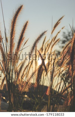 grass flower in sunset with film colors tone and soft-focus in the background. over light