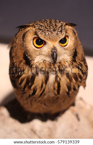 Close up of a lovely owl, Soft Focus