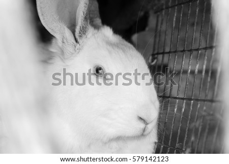 Portrait of the white rabbit in a hutch