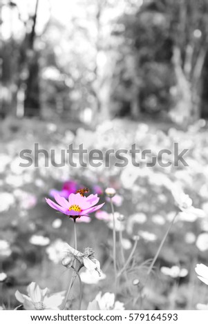 Cosmos flowers and Bee, Chiangmai, Thailand