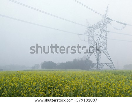 Panoramic view of beautiful yellow mustard flower field on the misty cold morning with background of ?high voltage post in rural area of India