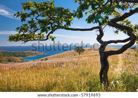 autumn landscape, a tree on the background of the sea