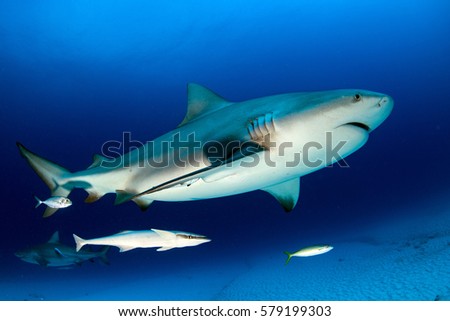 bull shark in the blue ocean background in mexico