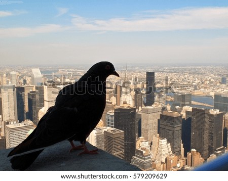 Pigeon looking down on New York City from ledge