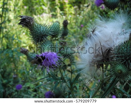 Close up photo of sow thistle in summer field. Sunny weather in meadow full of green on background. Rustic simple neutral colored picture. Natural beauty and soft light in noon. For botanical books.