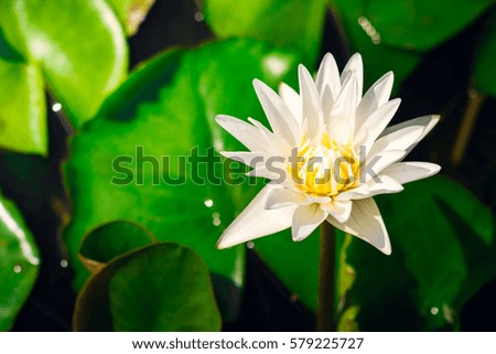 White lotus, White flower. Lotus flower of Buddha.Copy space for add text.