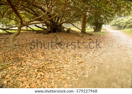Dry leaves lying still on ground in forest, beautiful winter morning scene. Perspective of fading away.