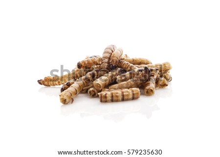 Fried bamboo worms isolated on white background. Traditional asian snack.
