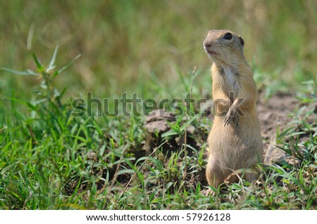 brown wild hamster sitting in the grass