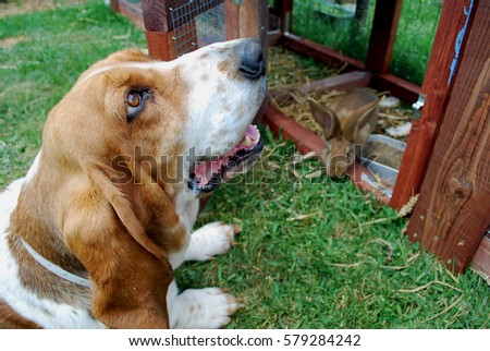 Beautyful adorable young basset hound smiling with happy in a field  looking at young gray yellow rabbit out of cage, with background green grass field and wooden, summer garden, animal life concept