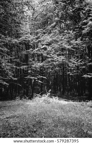 Photo of an old trees with lawn in a green beautiful forest black and white