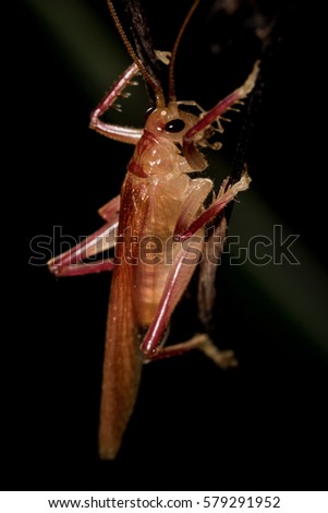 Close up of  little grasshopper on dry leaf.