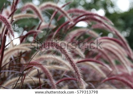 Pretty red grass with ears. Drooping autumn plant