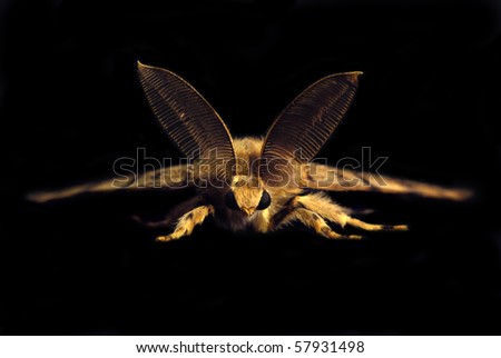 Gypsy moth butterfly Royalty-Free Stock Photo #57931498