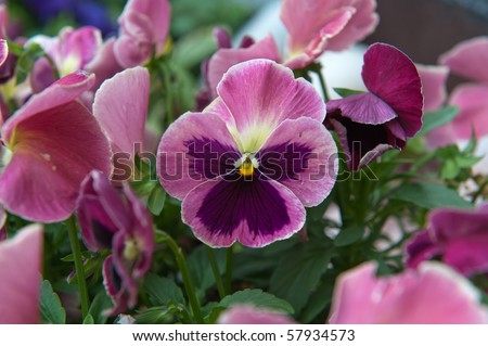 Pink flower in the garden latin name Viola tricolor