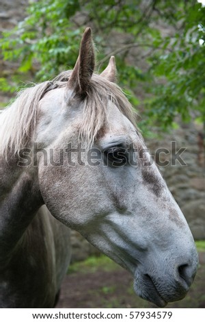 Grey horse head with very sad eye