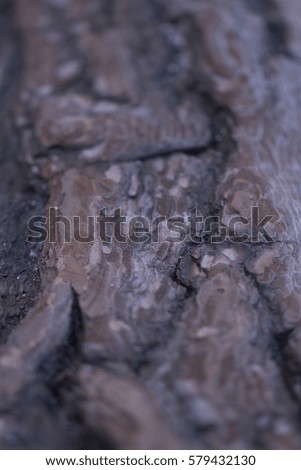 bark texture, bark pattern, abstract tree bark texture