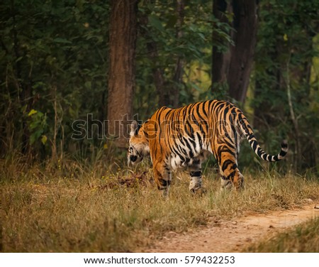 Bengal tiger (Panthera tigris tigris) is the most numerous tiger subspecies.