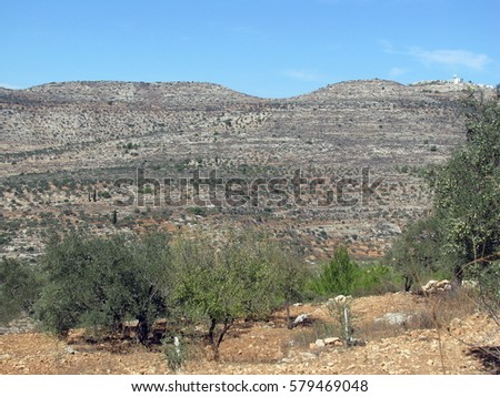 Trees on a background of mountainous terrain