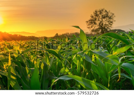 young green corn field in agricultural garden and light shines sunset