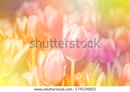 Blurred tulip flowers blooming on colorful background