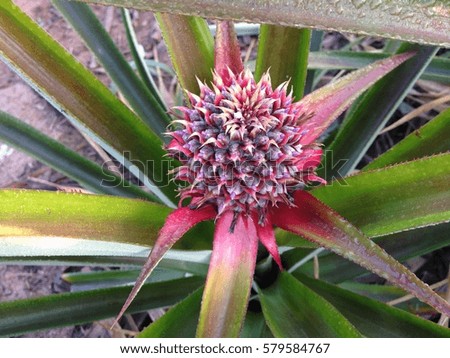 Pineapple tropical fruit growing in a farm
