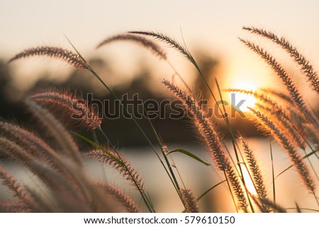 Small grass flowers on sunset background.