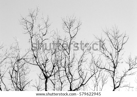 Tree branches abstract background