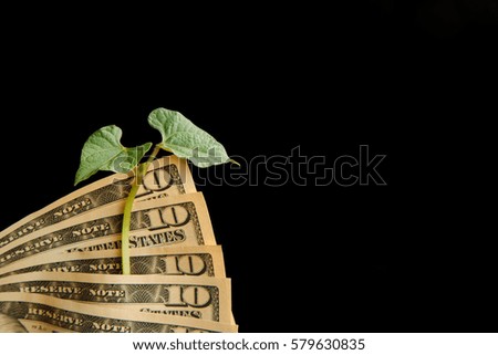 ten dollar banknote on black background. near cabbage green