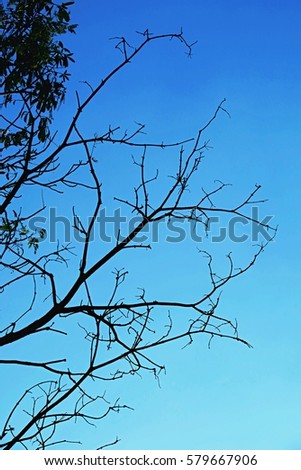 Blue sky and nature tree branches abstract background. Silhouette tree branches background