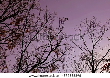 Silhouette nature tree and sunset sky background. Twilight sky in the forest