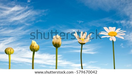 Stages of growth and flowering of a daisy, blue sky background, life concept Royalty-Free Stock Photo #579670042