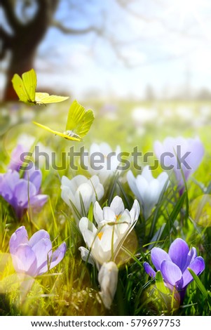 Spring flower and fly butterfly; abstract sunny beautiful Easter background 