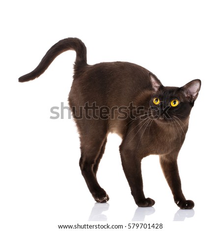 black Burmese cat with yellow eyes standing on a white background, portrait, close up , studio photo