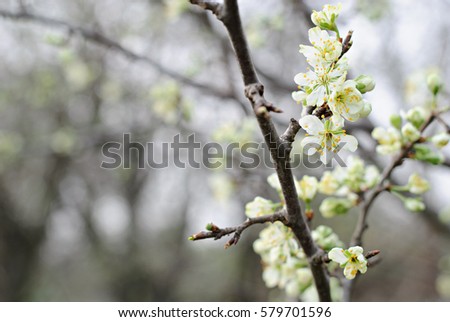 Hoilday of life, spring cherry blossom, blurred nature background