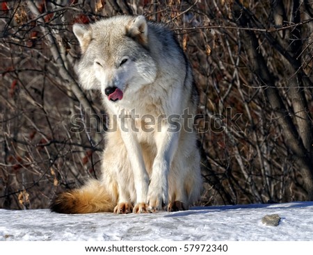 Picture of a beautiful gray wolf on a sunny day