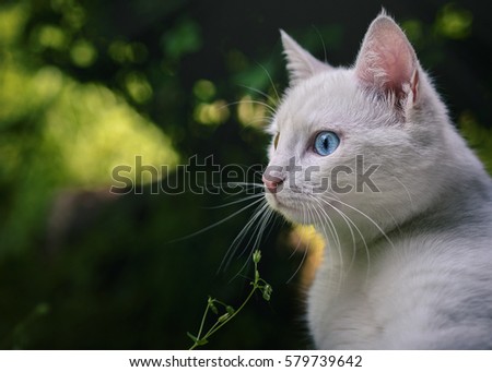 White odd eyed cat with a blue eye more visible looking at something