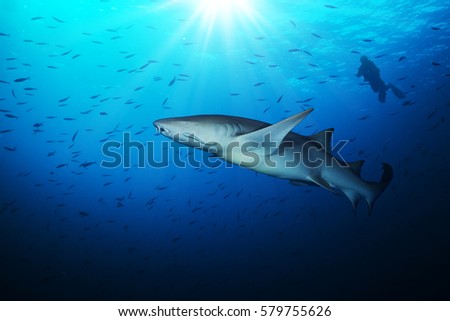 Bonnethead shark with silhouette of scuba diver in beautiful deep water blue