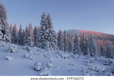 Beautiful view of snowy winter landscape with snow covered fir trees.