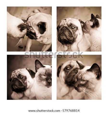 Pug and cat. Friendship of cat and dog 