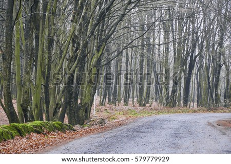 Wonder of nature real tunnel road from green trees.