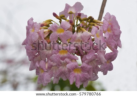 Tabebuia heterophylla (Pink Trumpet Tree )